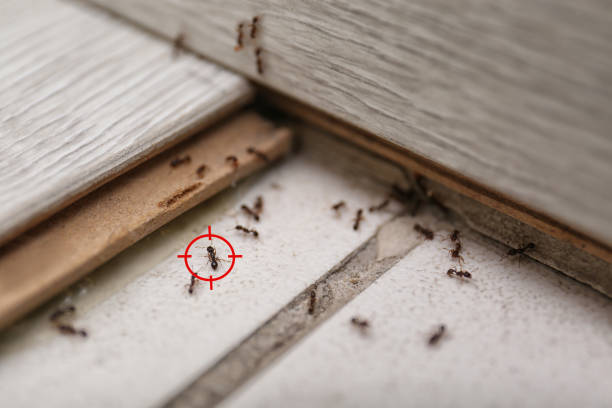 Best Spider Control Near Me  in San Carlos Park, FL